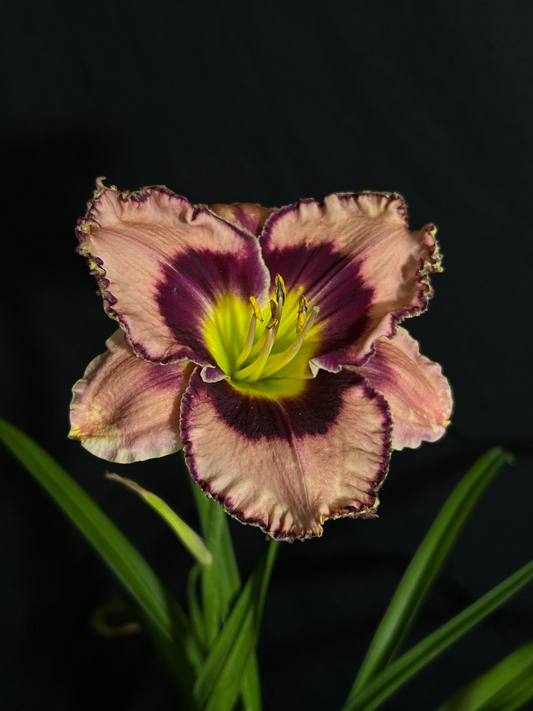 Sound of My Heart Daylilly