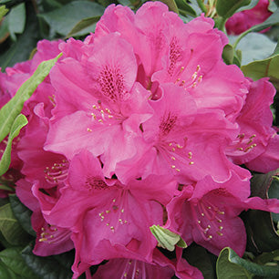 Nova Zembla Rhododendron