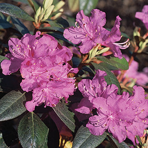 PJM Elite Rhododendron
