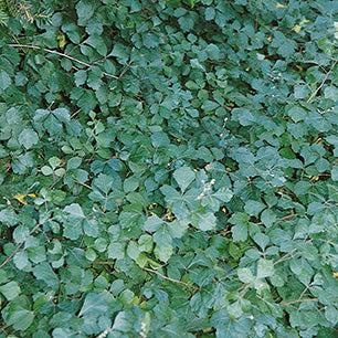Grow Low Fragrant Sumac