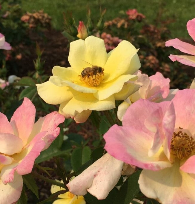 Peach Lemonade™ Rose