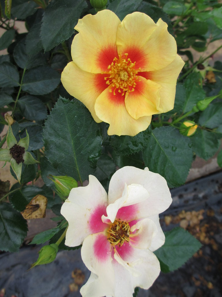 Ringo™ Rose