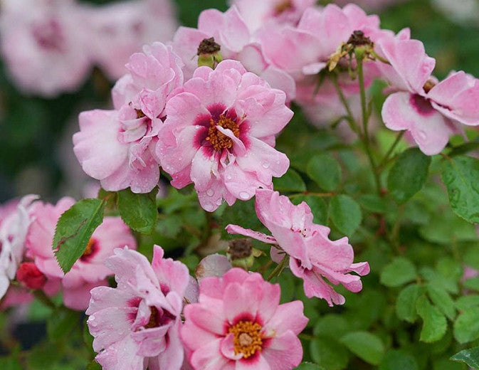 Ringo® Double Pink Rose