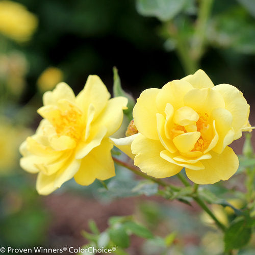 Oso Easy Lemon Zest® Rose