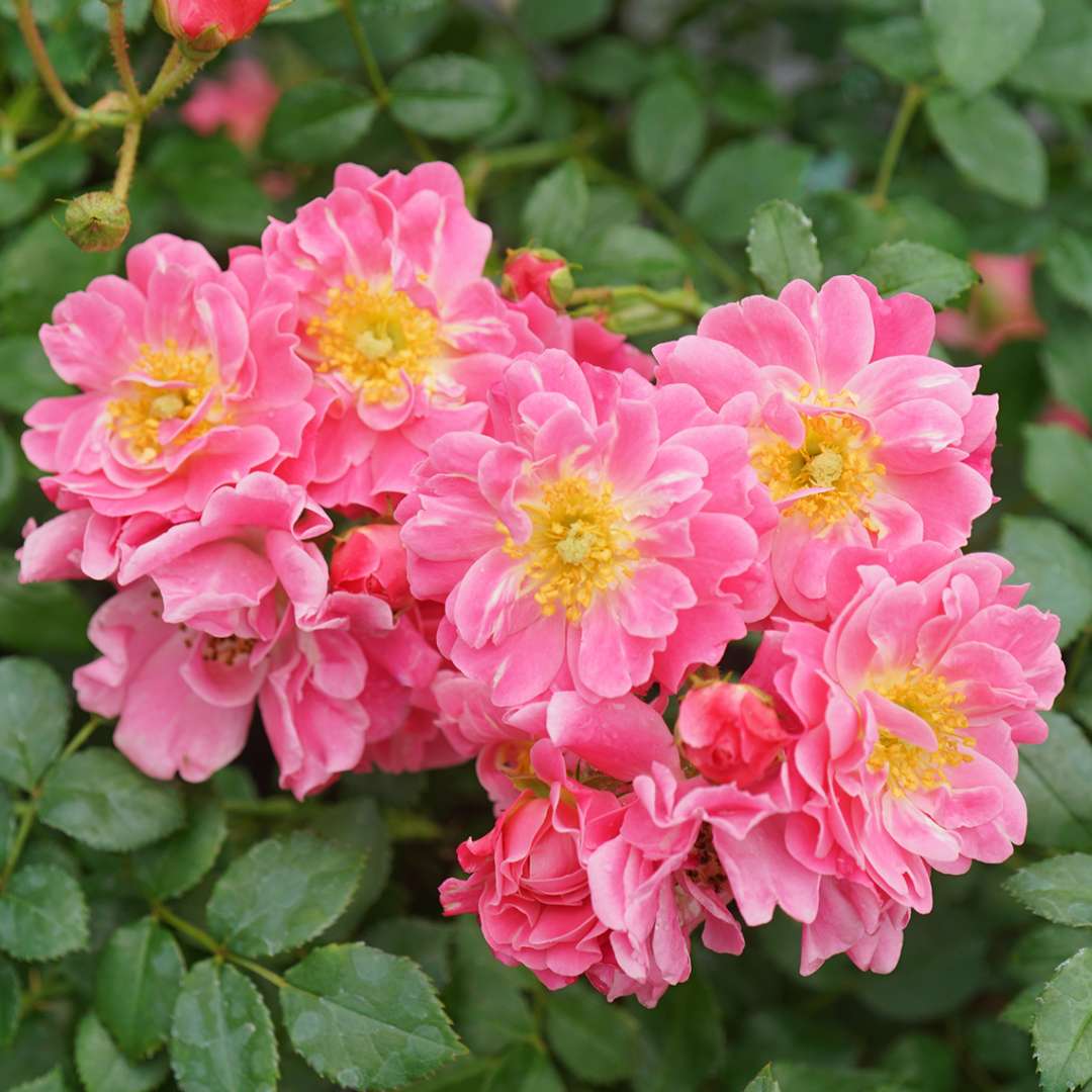 Oso Easy® Double Pink Rose