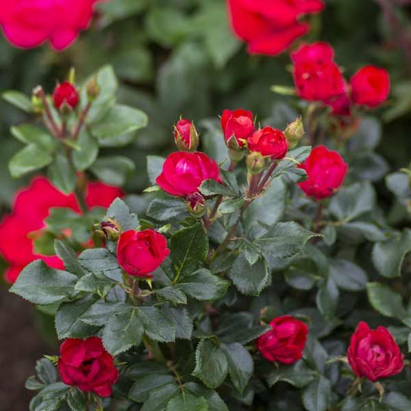 The Petite Knock Out® Rose Standard