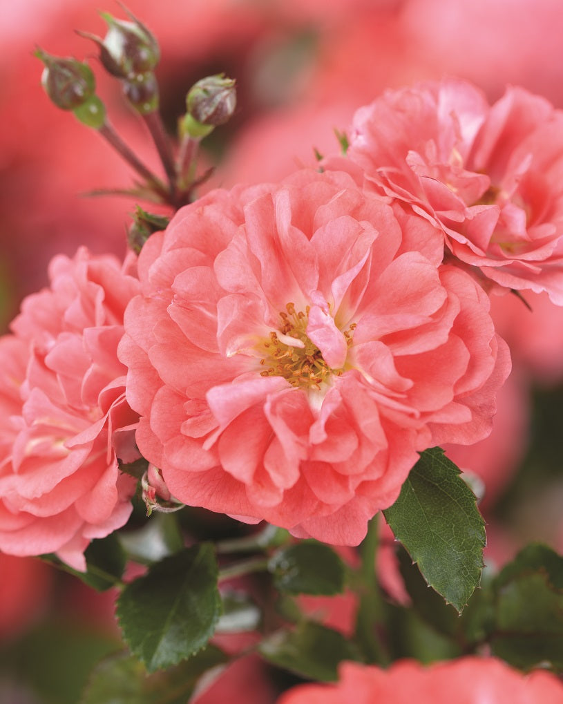 The Coral Drift® Rose Standard