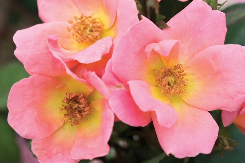 Rainbow Knock Out® Rose Standard