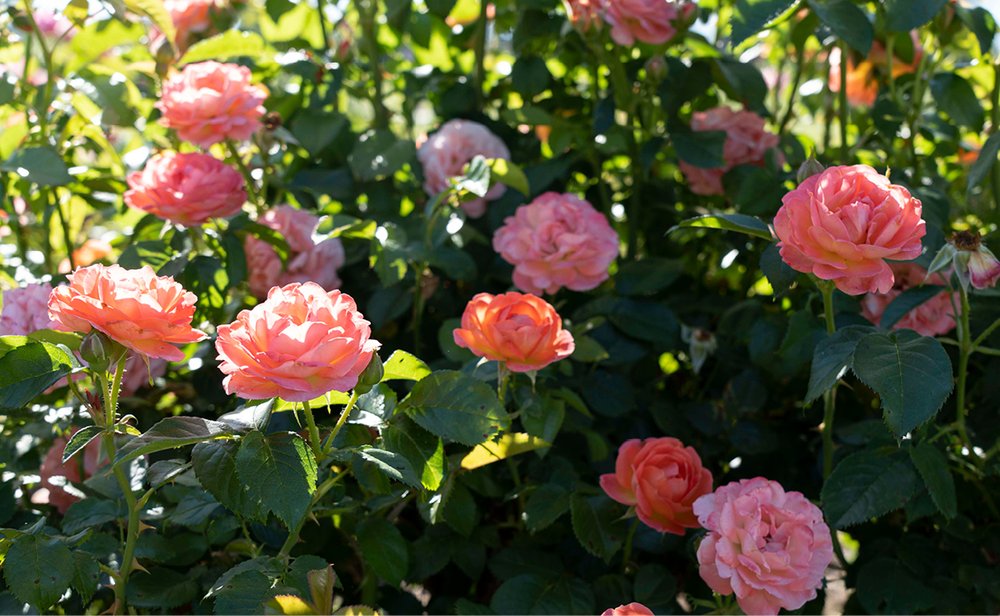 Orange Glow™ Knock Out® Rose Standard