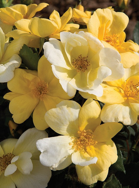 The Sunny Knock Out® Rose Standard