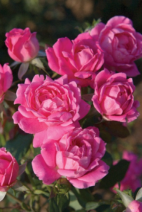 The Pink Double Knock Out® Standard