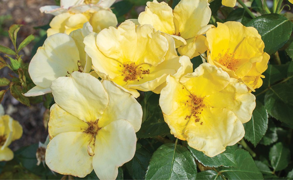 Easy Bee-zy™ Knock Out® Rose Standard