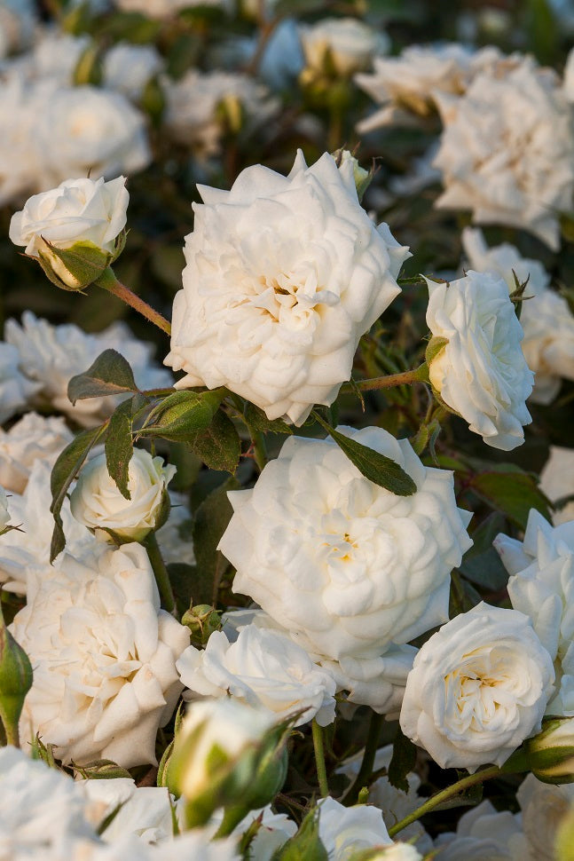 The White Drift® Rose Standard