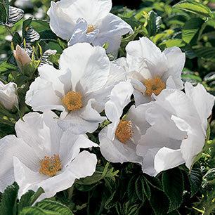 White Rugosa Rose