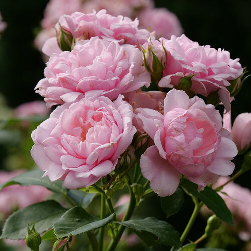 Reminiscent™ Pink Rose