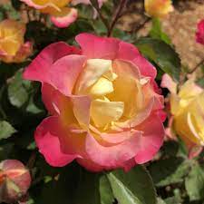 Gumball Goody™  Rose