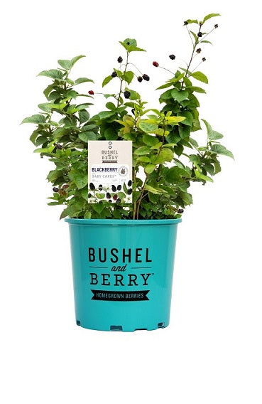 Baby Cakes™ Blackberry