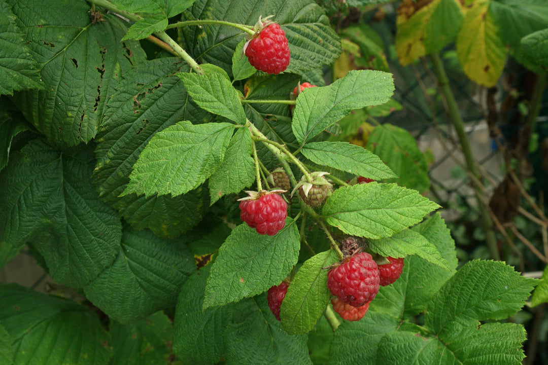Wild Red Raspberry