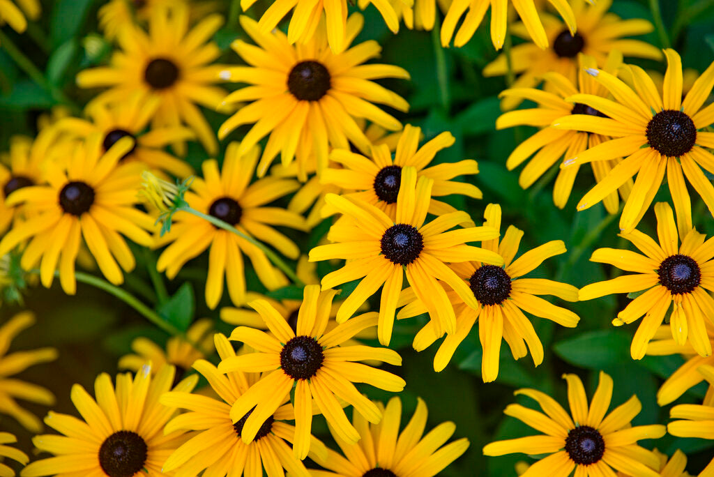 Treasure Trove Black-Eyed Susan
