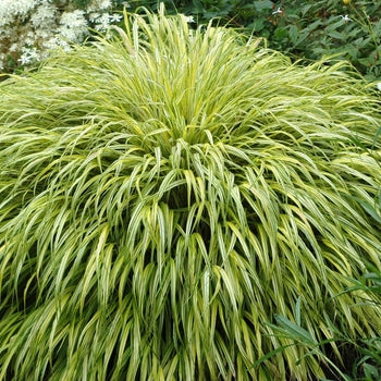 Japanese Forest Grass