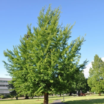 Ohazuki Maidenhair Tree