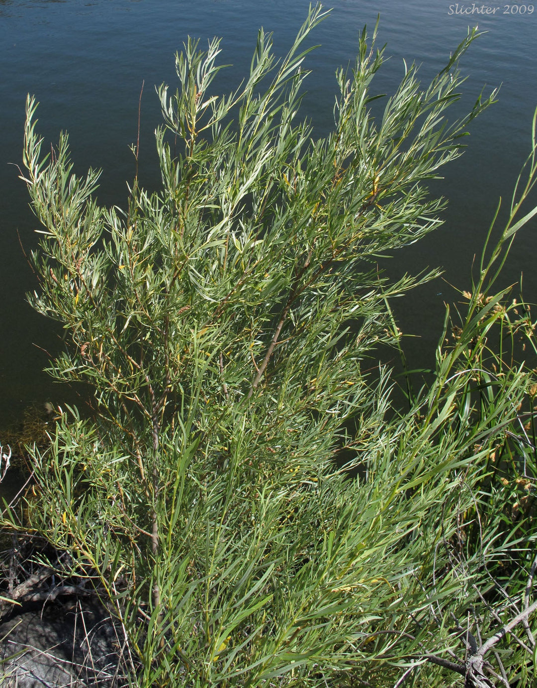 Sandbar Willow