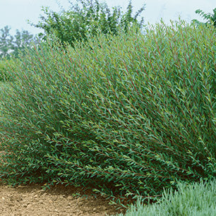 Dwarf Blue Arctic Willow