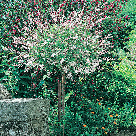Hakuro Nishiki Dappled Willow Std