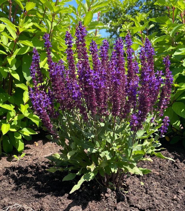 Perpetual Purple™ Meadow Sage