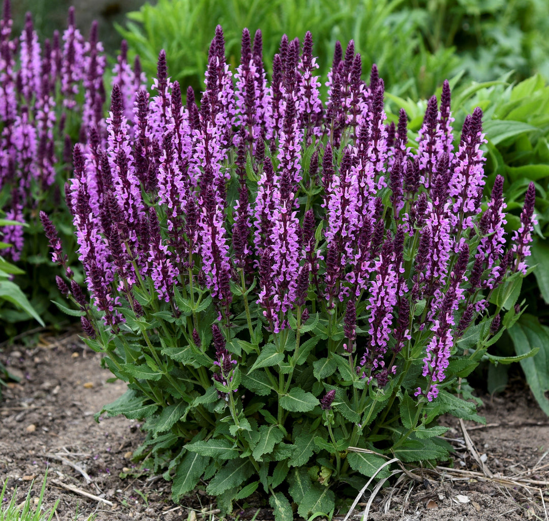 Pink Profusion Perennial Salvia