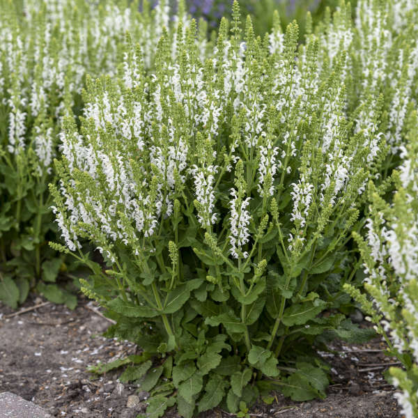 White Profusion Perennial Salvia
