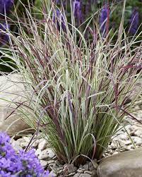 Chameleon Little Bluestem