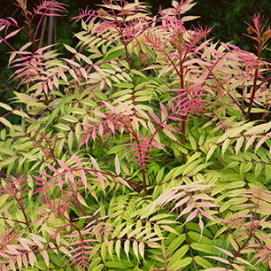 Sem False Spirea