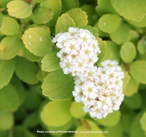 Glow Girl® Birch Leaf Spirea