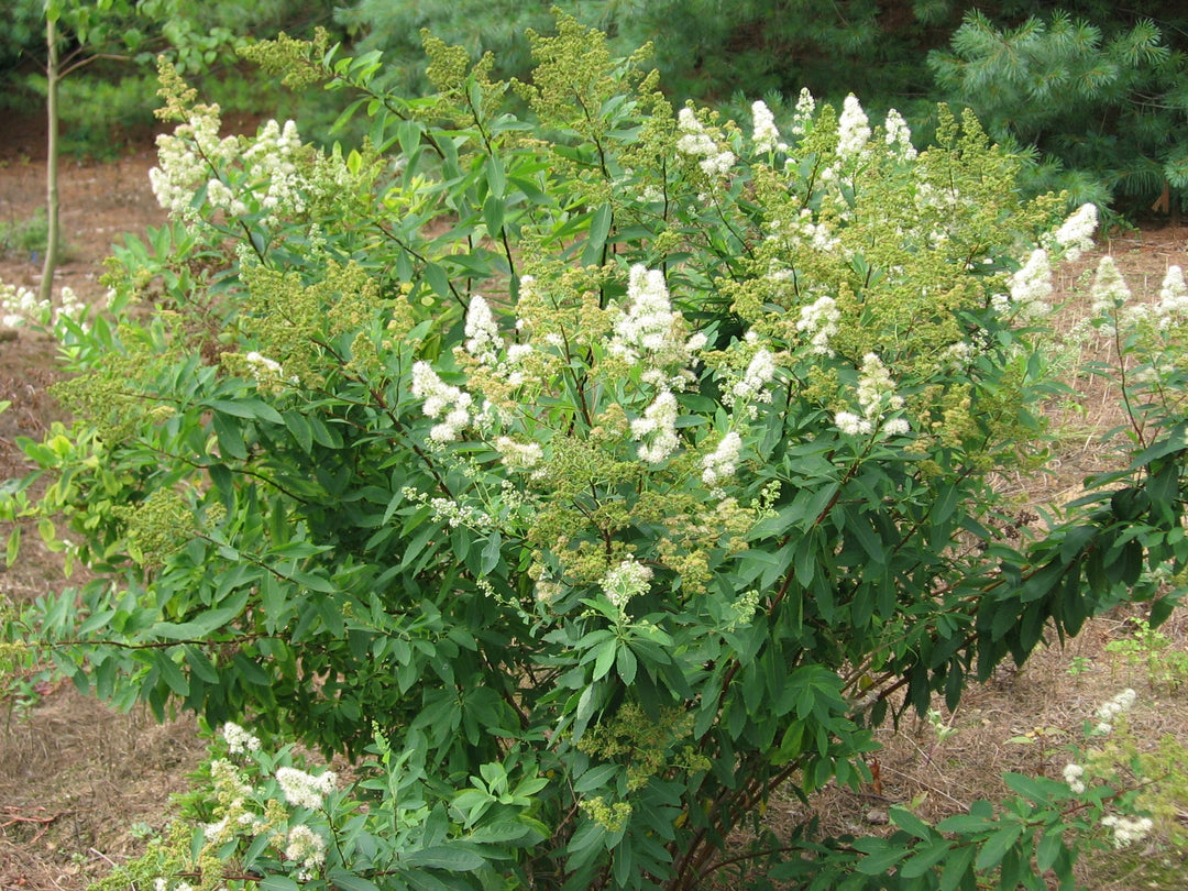 Narrow Leafed Meadowsweet