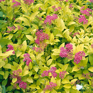 Goldmound Spirea