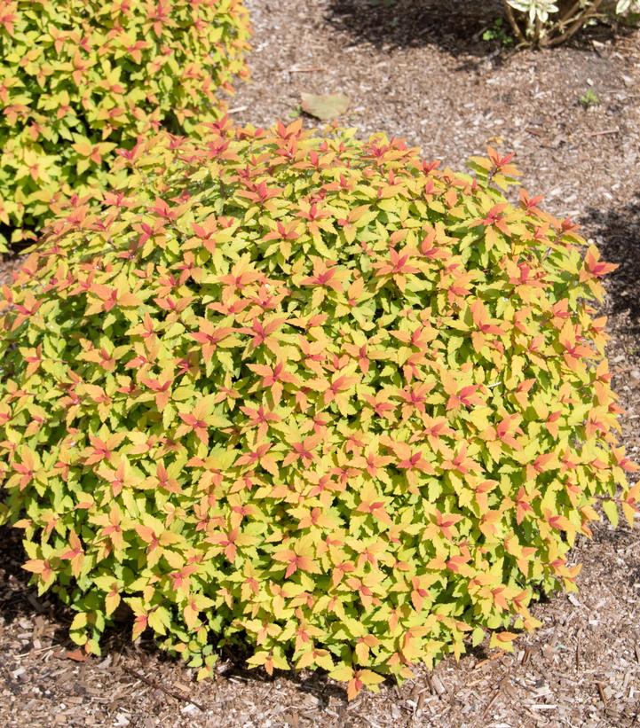 Rainbow Fizz™ Japanese Spirea