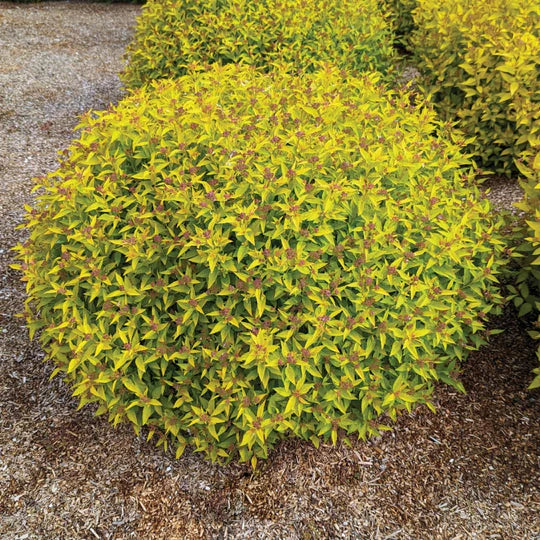 Pineapple Poprocks® Japanese Spirea