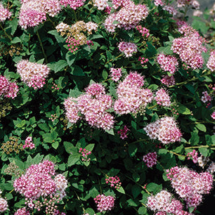 Little Princess Spirea