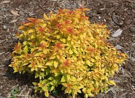 Double Play® Candy Corn® Spirea