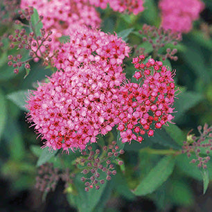 Neon Flash Spirea