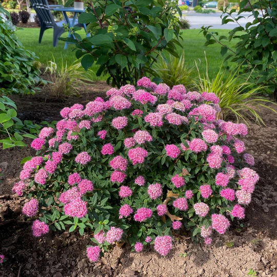 Poprocks® Petite Japanese Spirea