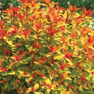 Magic Carpet Spirea