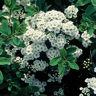 Snowmound Spirea