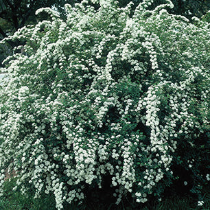 Bridal Wreath Spirea