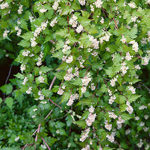Cutleaf Stephanandra