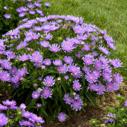 Riptide Stokes Aster