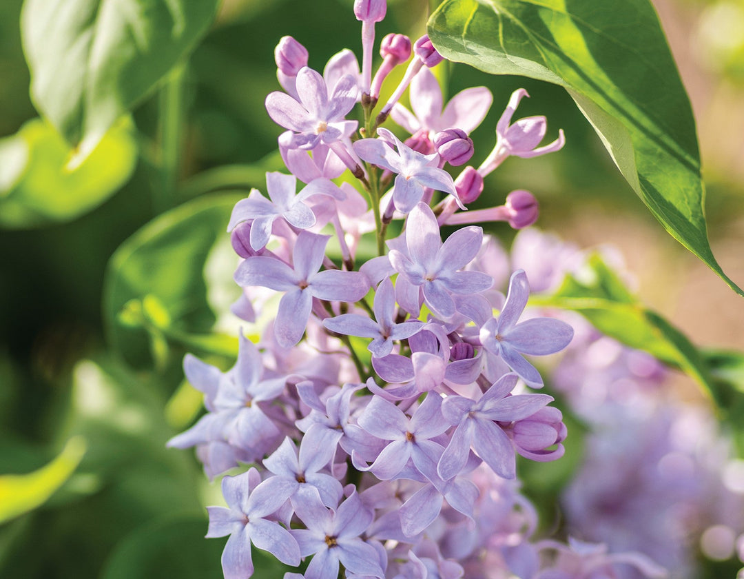 New Age Lavender Lilac
