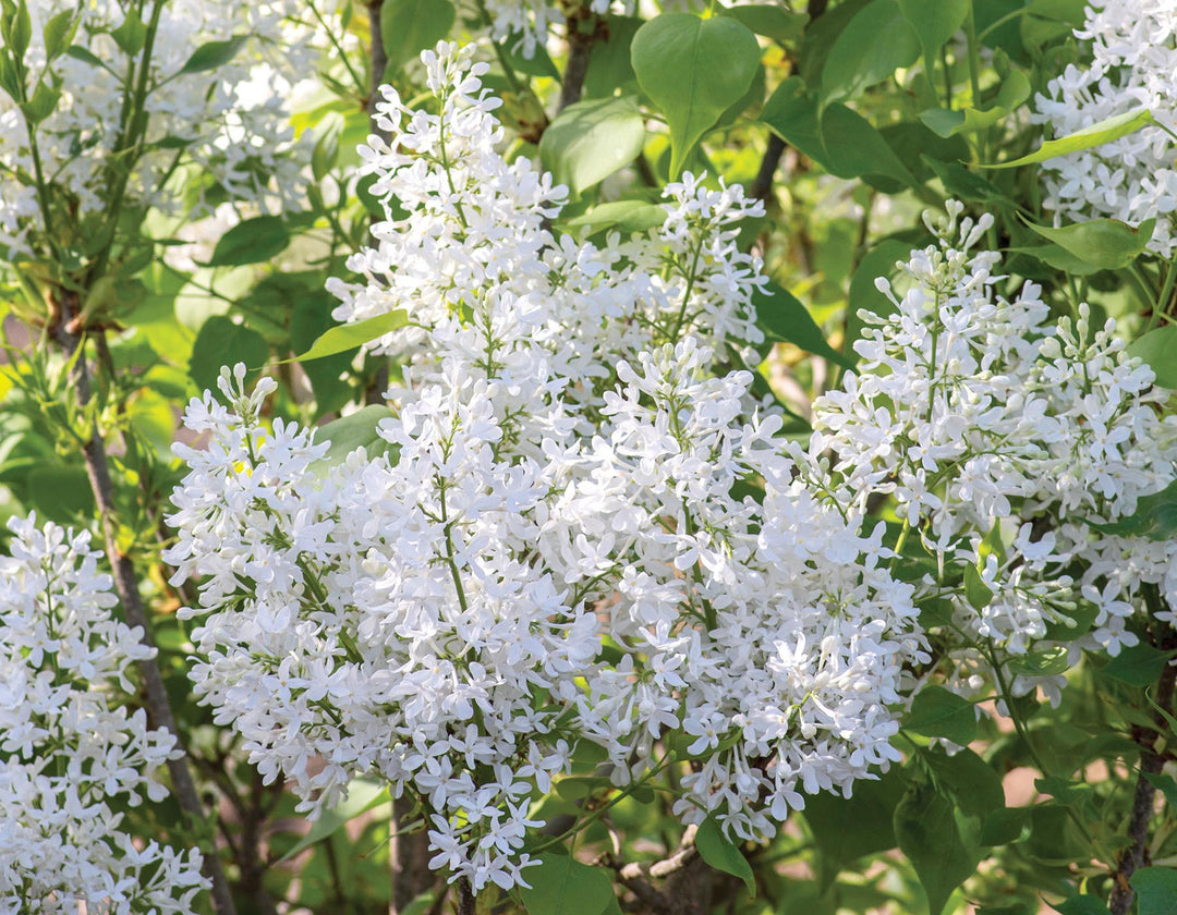 New Age White Lilac