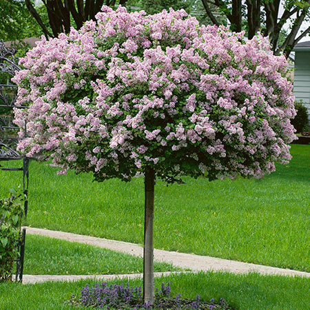 Dwarf Korean Lilac Std